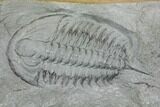 2.35" Longianda Trilobite With Pos/Neg Split - Issafen, Morocco - #130652-3